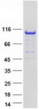Coomassie blue staining of purified VAV3 protein.